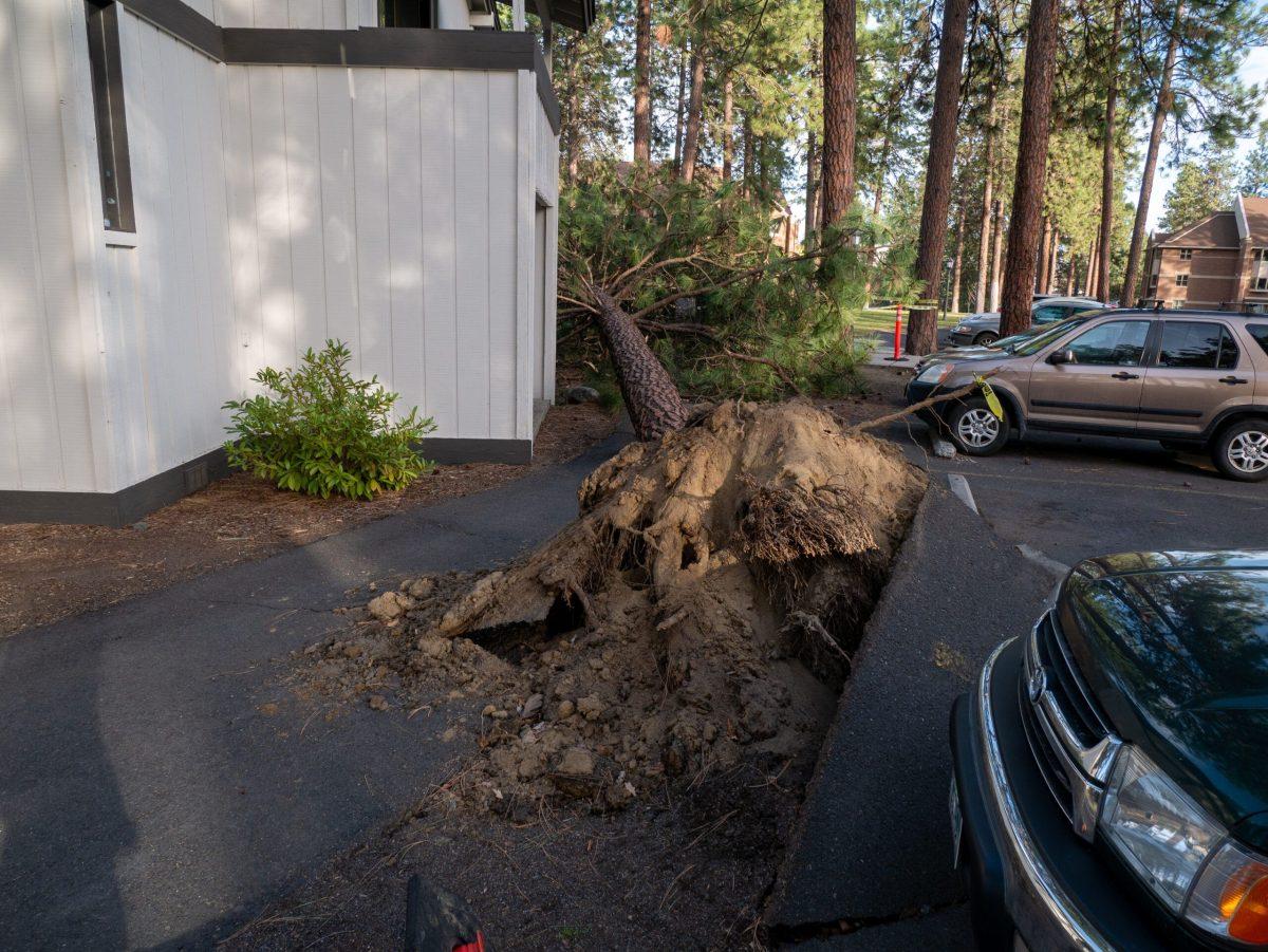 A tree that fell during a windstorm at Whitworth University, narrowly missing dorm buildings and the cars parked in a nearby parking lot, Monday, April 4, 2022, in Spokane, Wash. | Thomas Peach/The Whitworthian