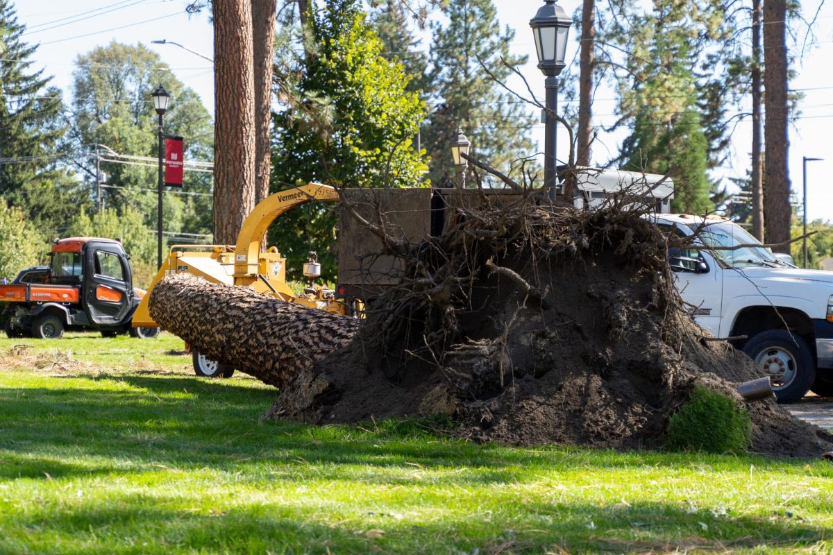 Downed pine tree outside McEachran Hall, Thursday, Sep. 26, 2024, at Whitworth University in Spokane, Wash. | Caleb Flegel/The Whitworthian